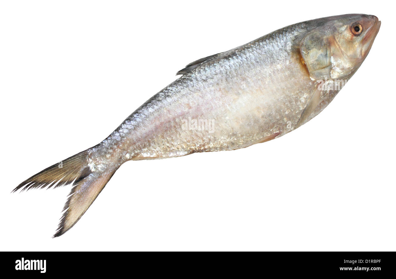 Popolari Ilish pesci del sud-est asiatico Foto Stock