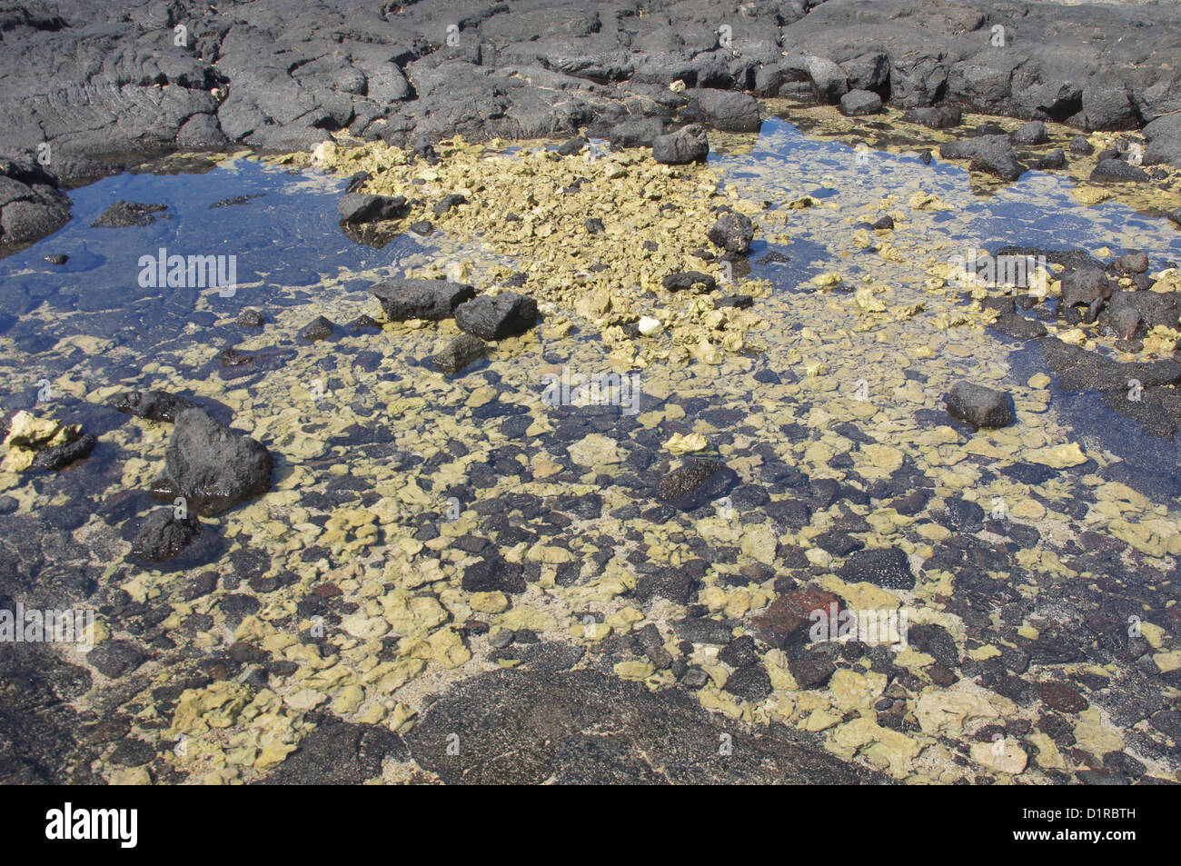 Rocce laviche e corallo bianco in pozze di marea vicino Kahalu'u Bay, Hawaii Foto Stock