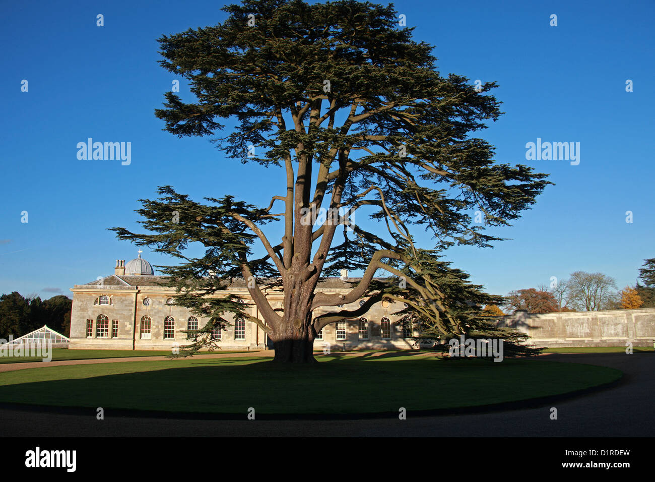 Il cedro del Libano, Cedrus libani, Pinaceae, Libano, Siria e Turchia. Modello di albero a Woburn Abbey, Bedfordshire, Regno Unito. Foto Stock