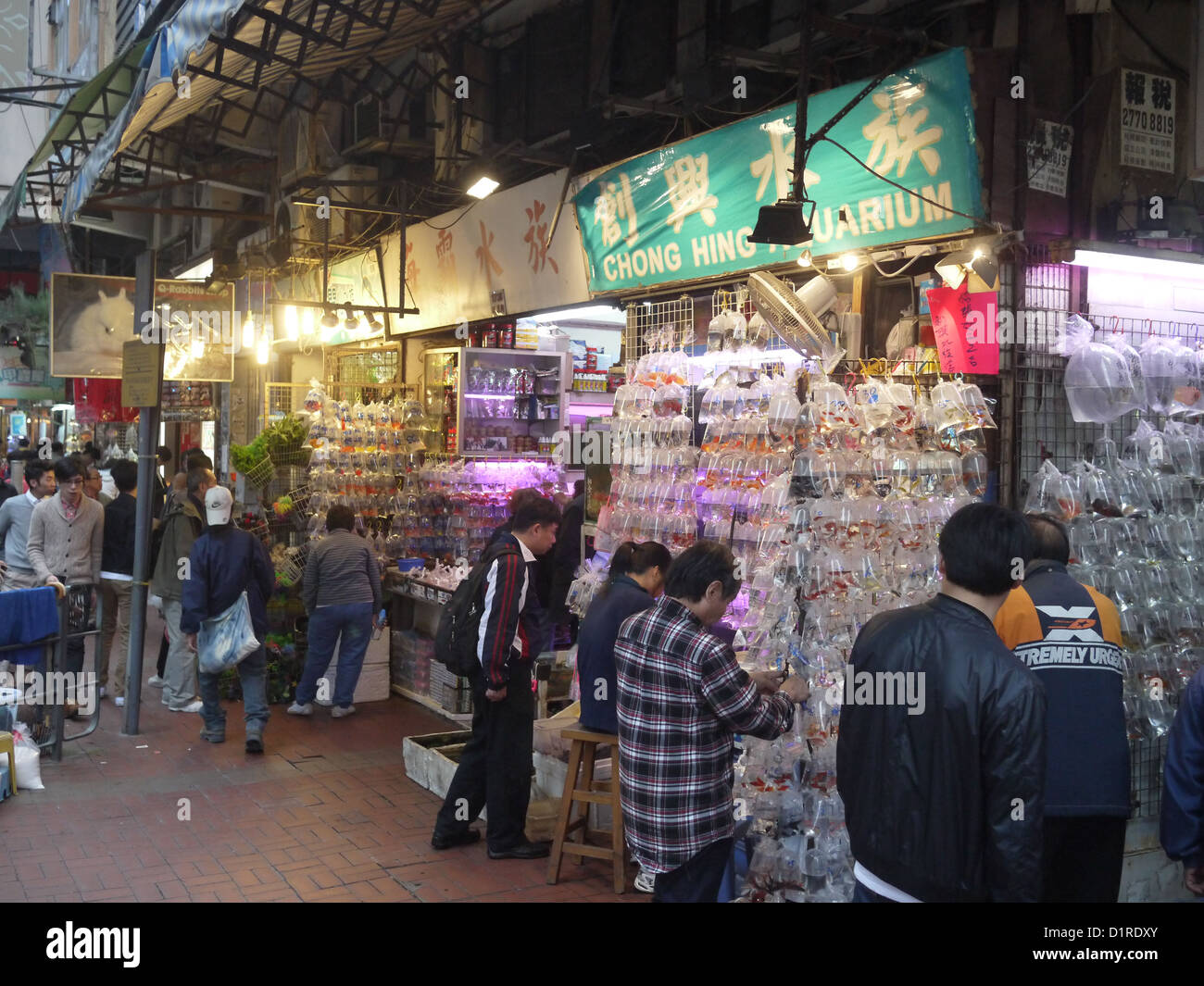 Tung Choi Street di Hong Kong è anche noto come Goldfish Street perché è famosa per la vendita di goldfishes Foto Stock