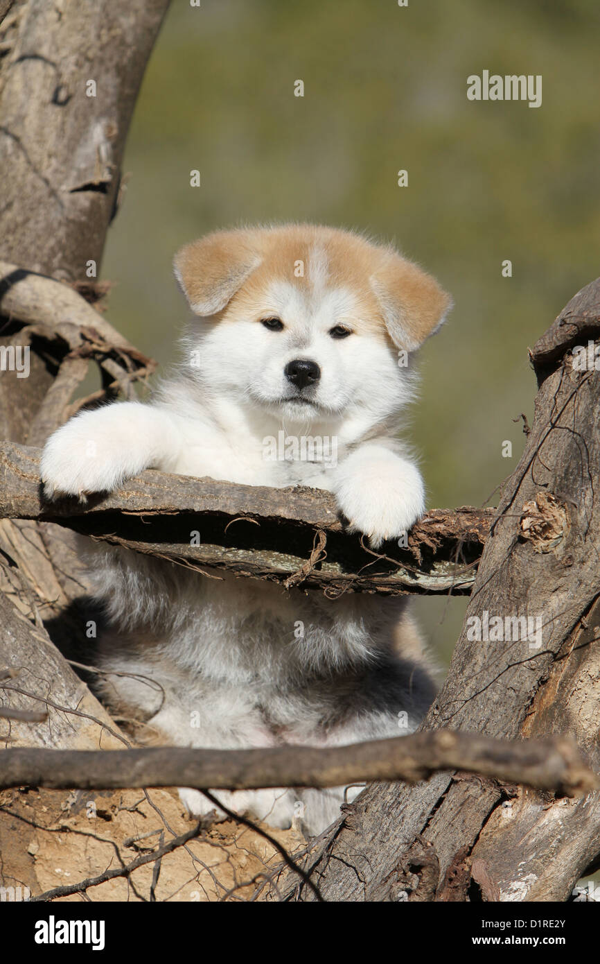 Cane Akita inu / giapponese Akita cucciolo cuccioli Foto Stock