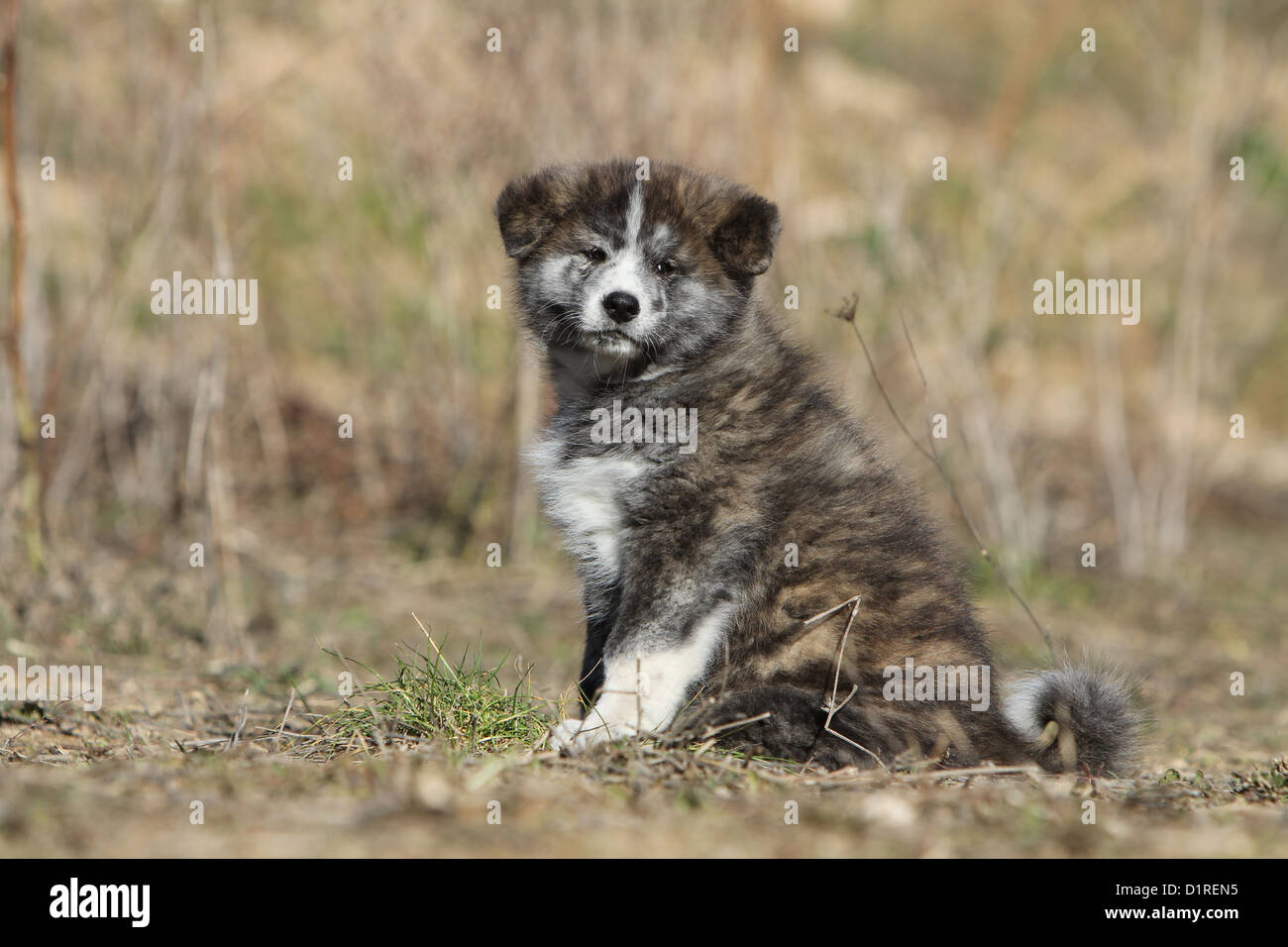 Cane Akita inu / giapponese Akita cucciolo brindle seduto a terra Foto Stock