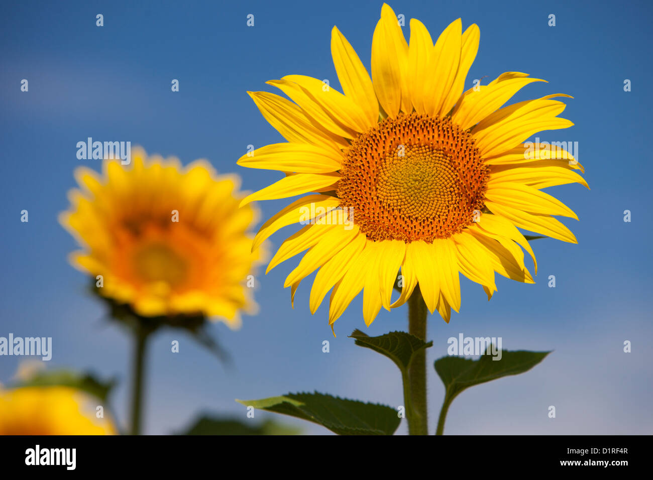 Girasoli contro un luminoso cielo blu vicino a Saint Remy de Provence, Francia Foto Stock