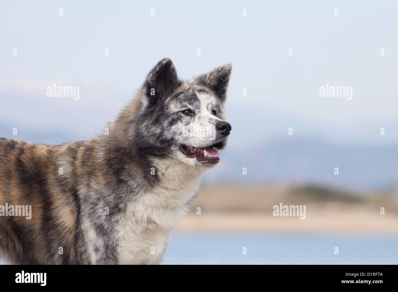 Cane Akita inu / giapponese Akita adulto brindle ritratto Foto Stock