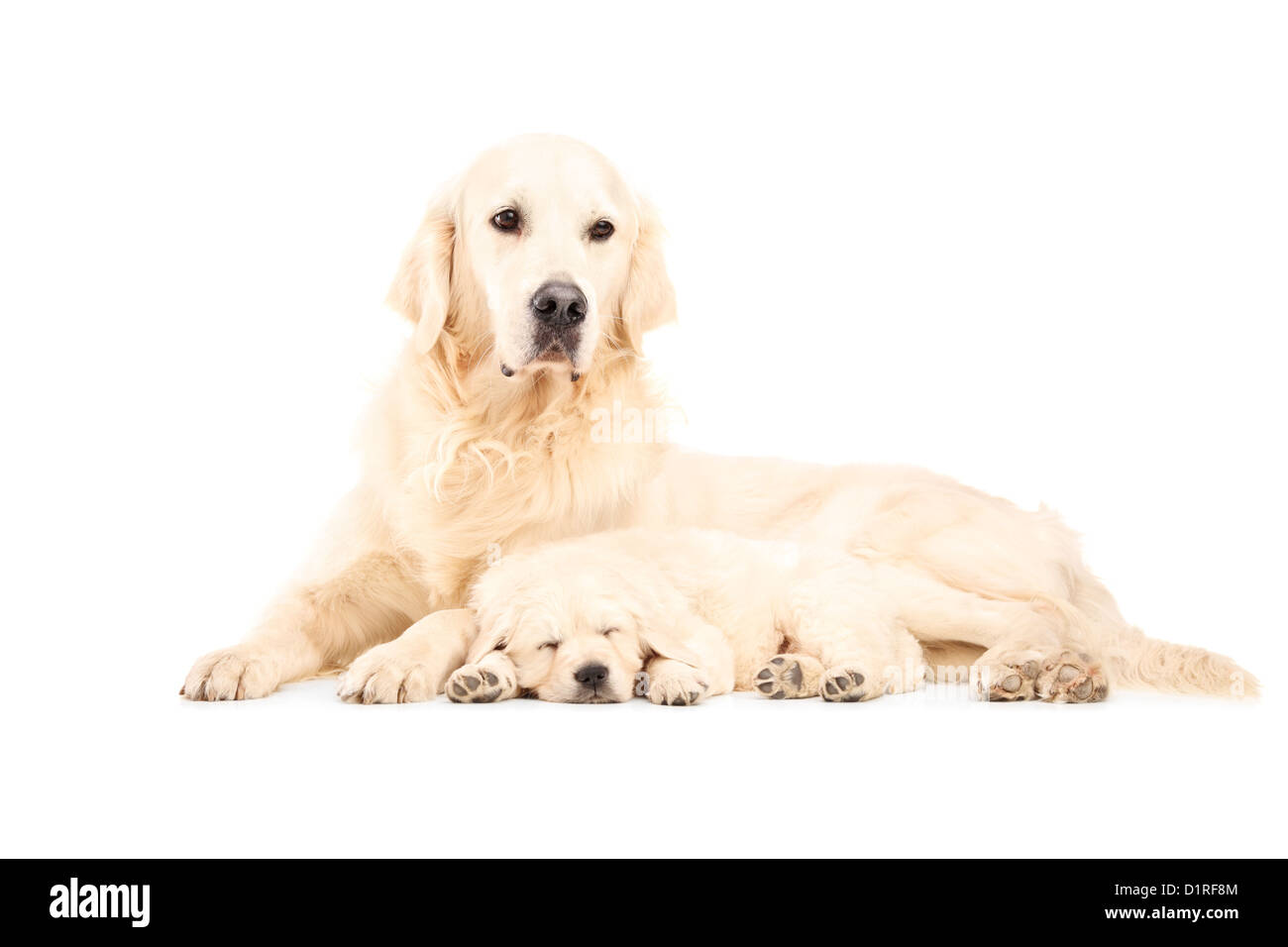 Una madre retriever col suo bambino cane in posa isolata contro uno sfondo bianco Foto Stock