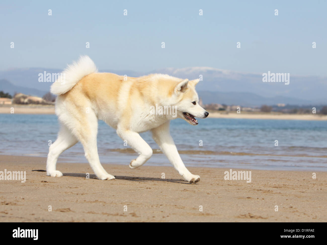 Cane Akita inu / giapponese Akita adulto fulvo correre sulla spiaggia Foto Stock
