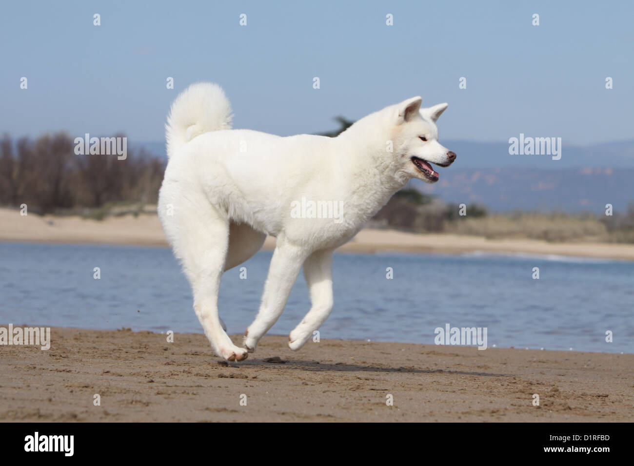 Cane Akita inu / giapponese Akita bianco per adulti in esecuzione sulla spiaggia Foto Stock