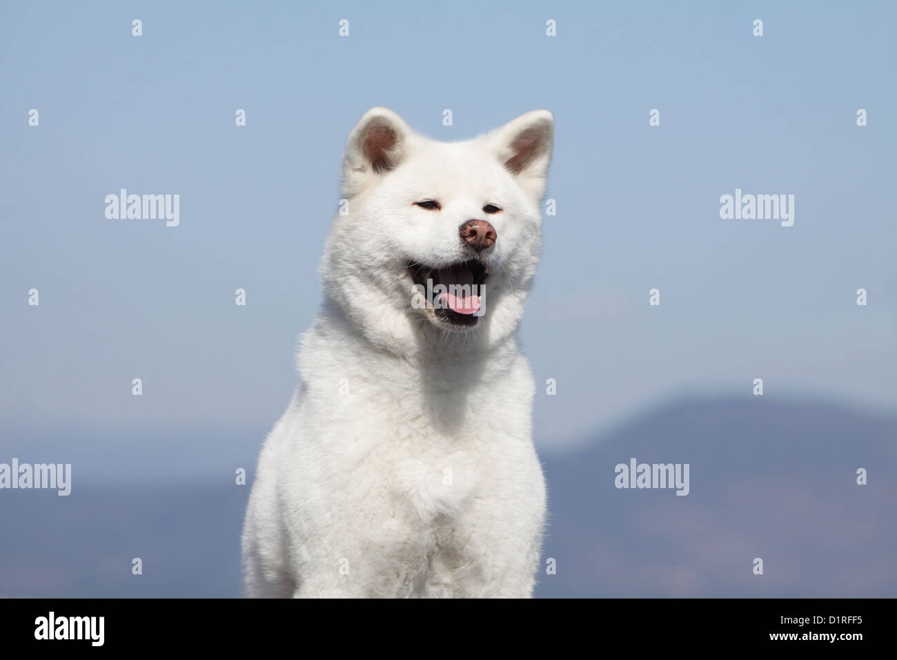 Cane Akita inu / giapponese Akita adulto ritratto bianco Foto Stock