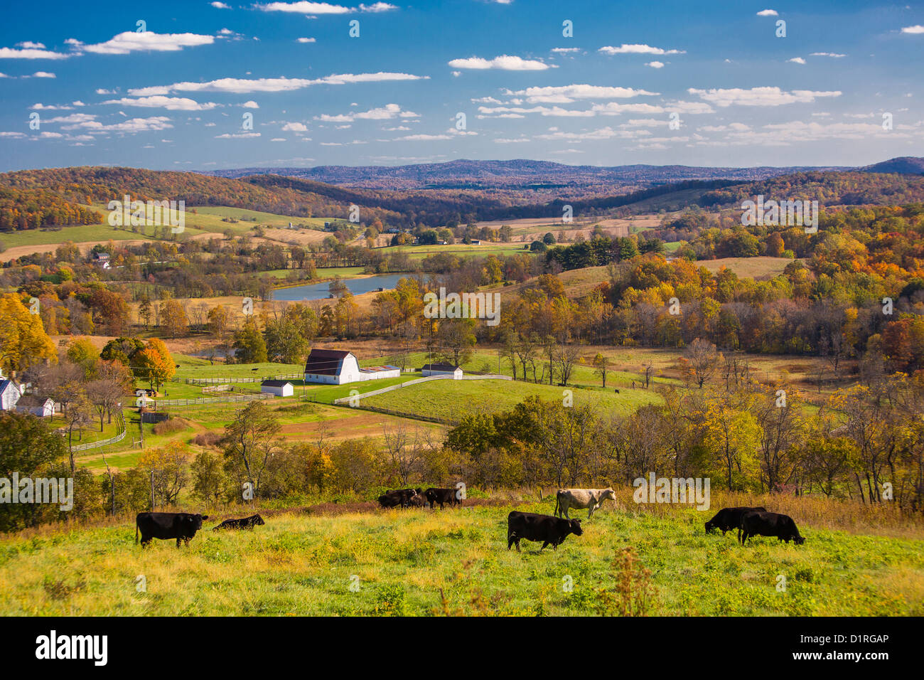 DELAPLANE, Virginia, Stati Uniti d'America - bovini pascolano in collina a Sky prati del parco statale. Foto Stock