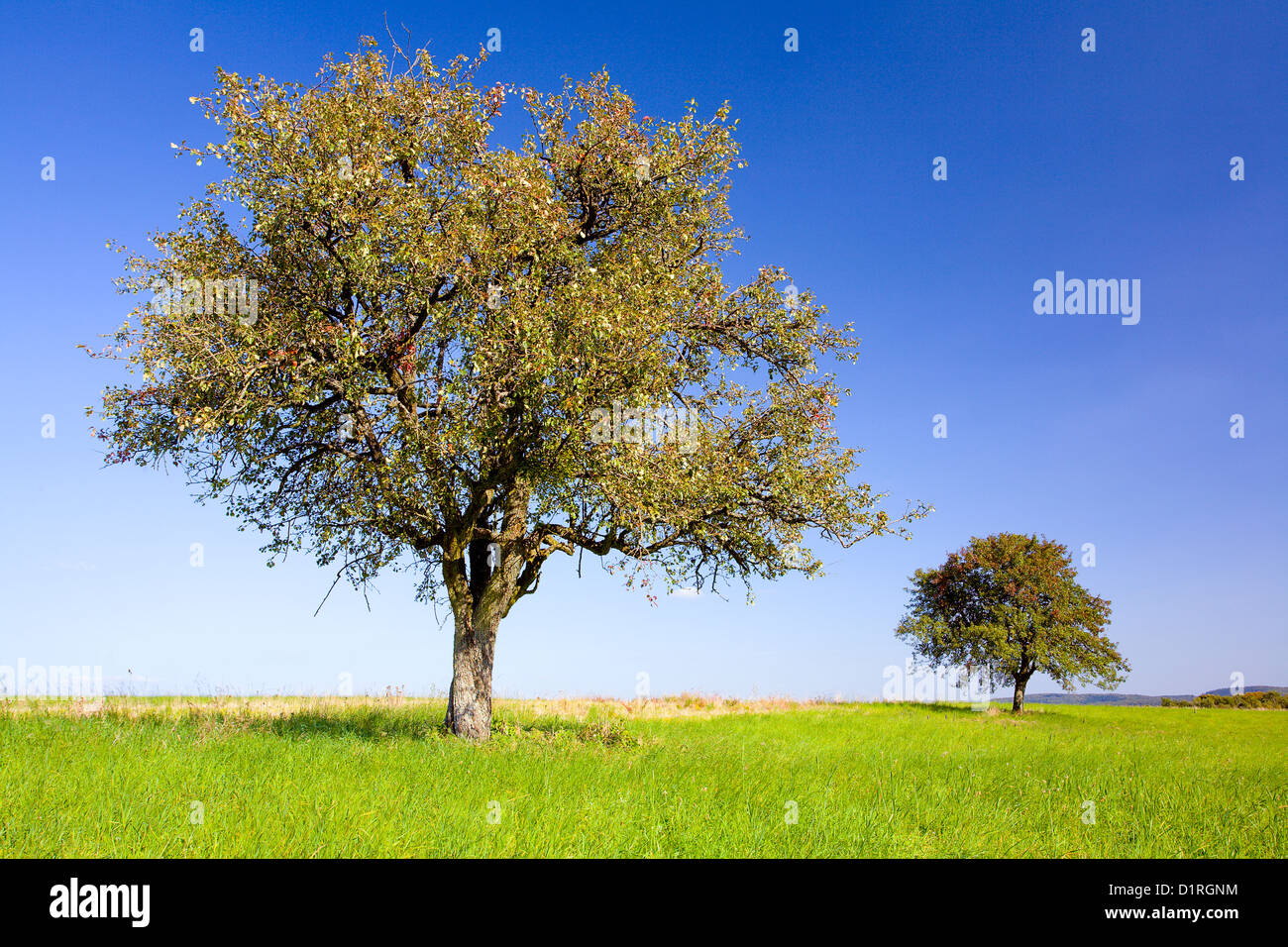 Pera e mela alberi su un campo di Beckingen, Saarland / Germania Foto Stock