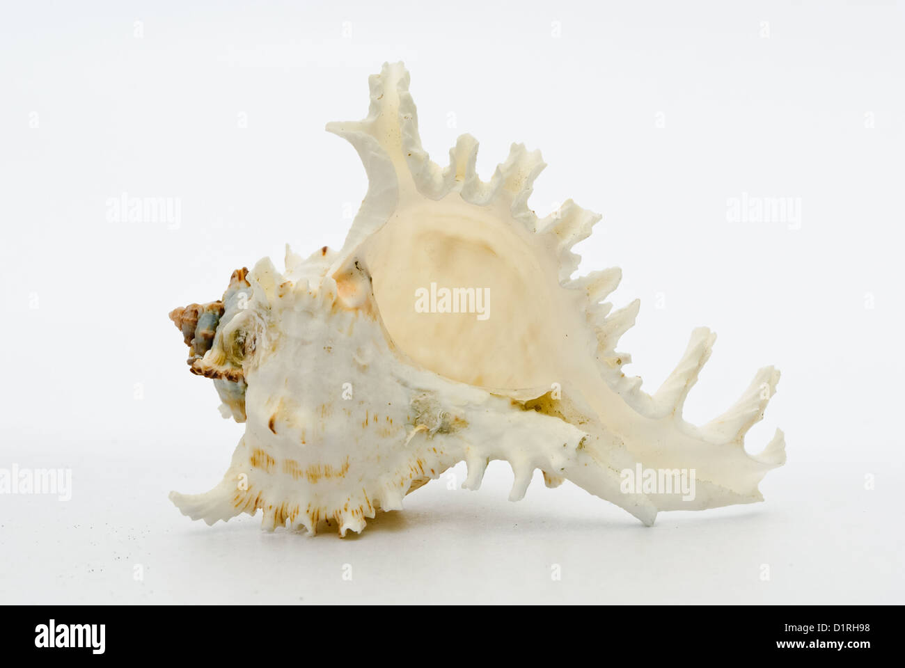 Seashell sullo sfondo bianco Foto Stock