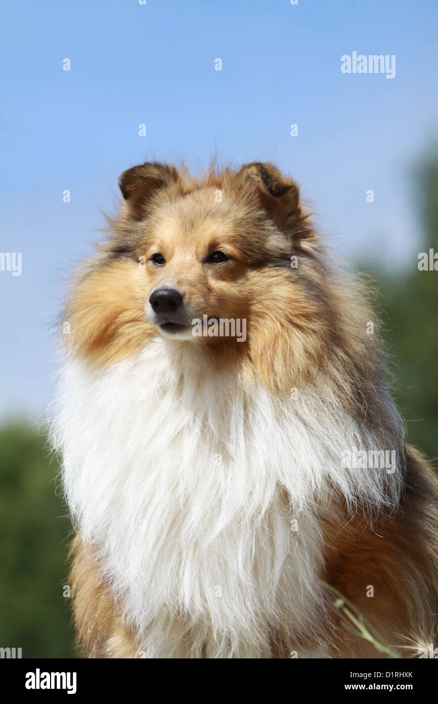 Cane Shetland Sheepdog / Sheltie adulto (sable bianco) ritratto Foto Stock