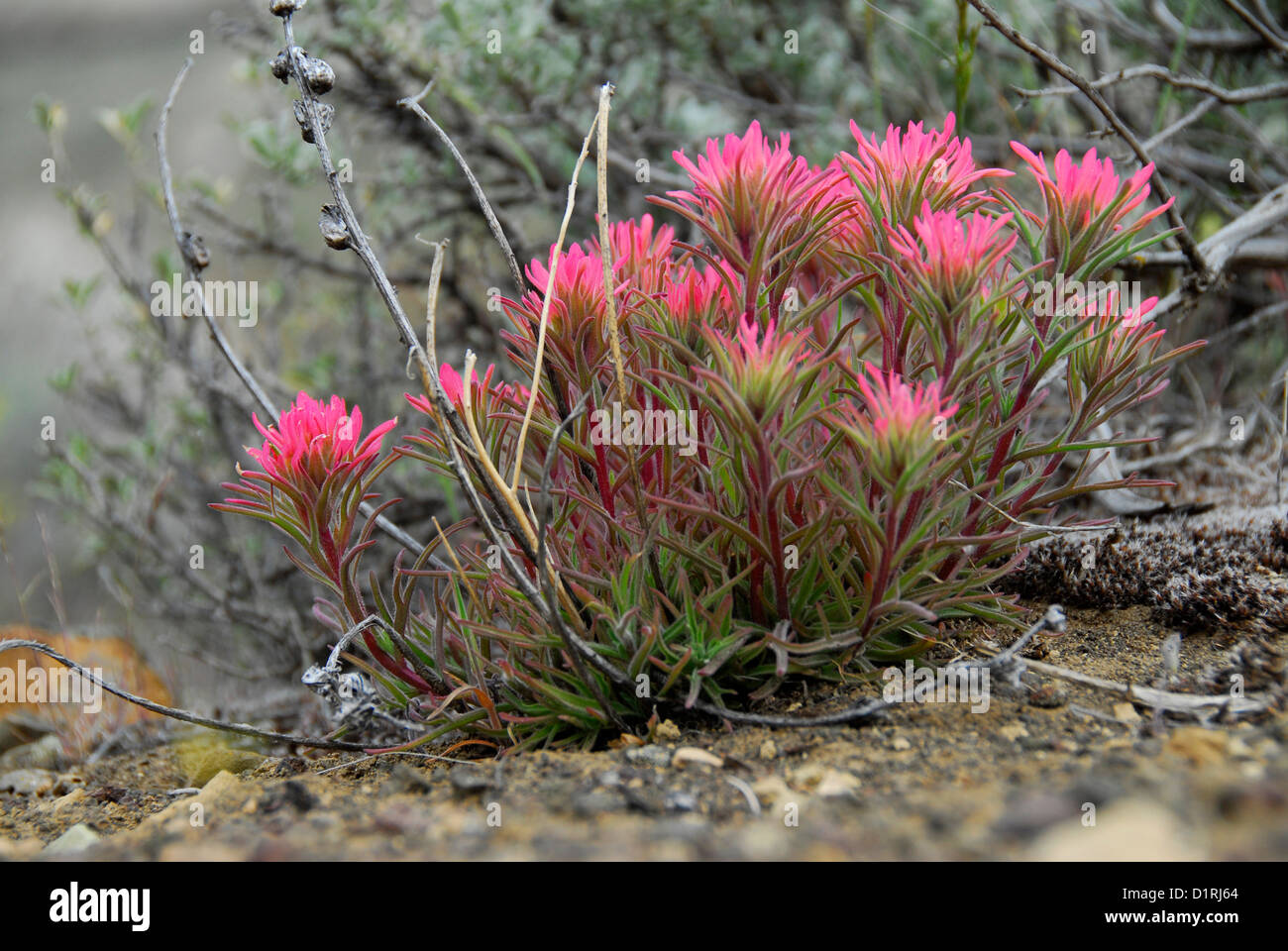 Pennello fioritura lungo dell'Oregon Owyhee River. Foto Stock