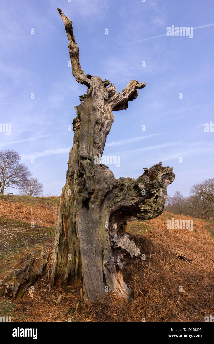 Il vecchio albero morto tronco contro il cielo blu, Glenfield Lodge Park, Leicestershire, England, Regno Unito Foto Stock