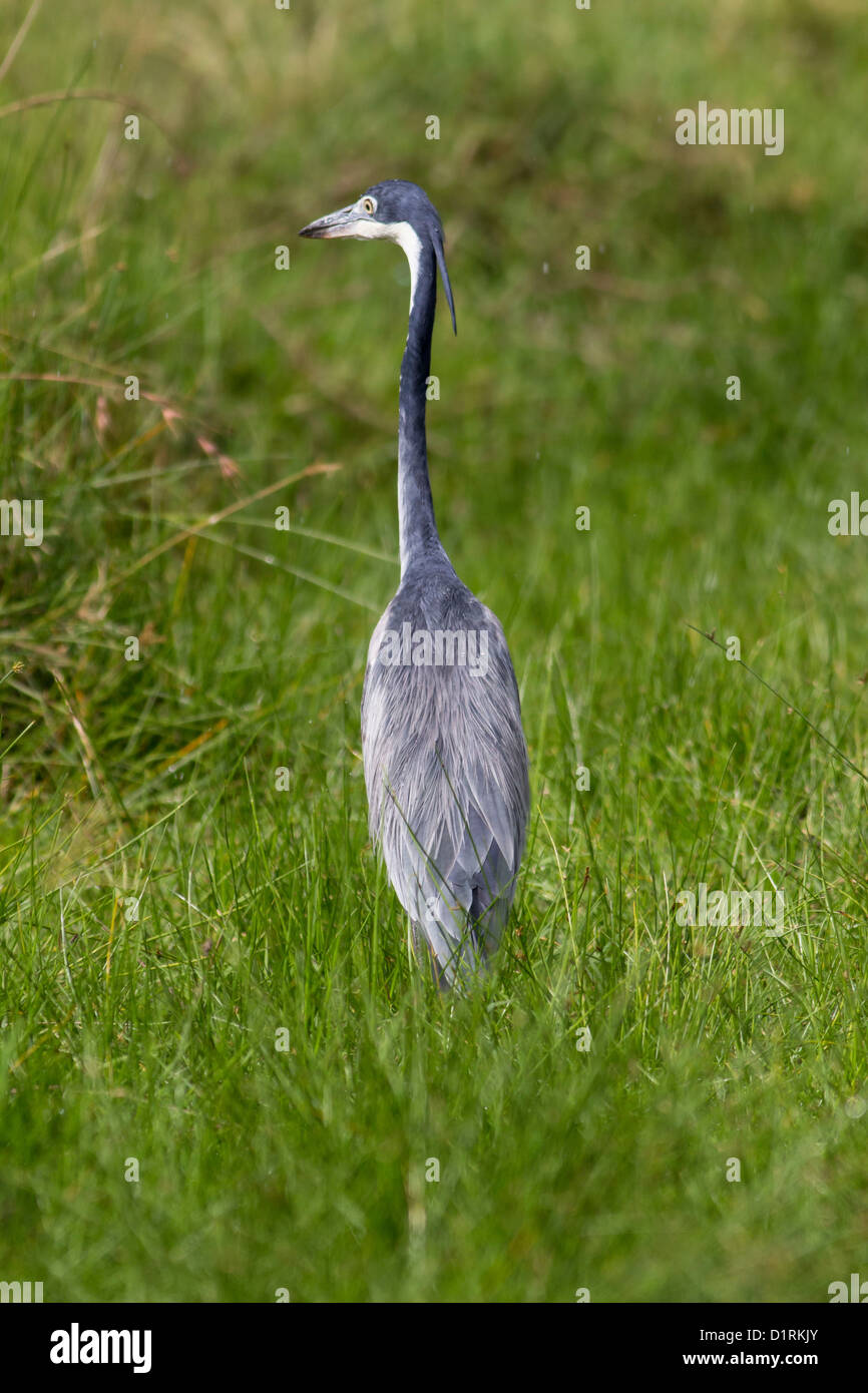 Airone cenerino, Parco Nazionale di Arusha, Tanzania Africa orientale Foto Stock
