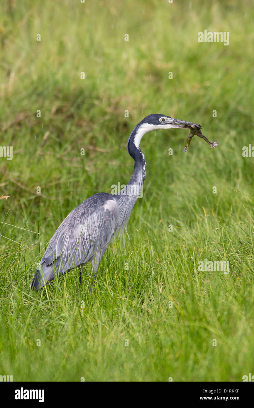 Airone cenerino, Parco Nazionale di Arusha, Tanzania Africa orientale Foto Stock