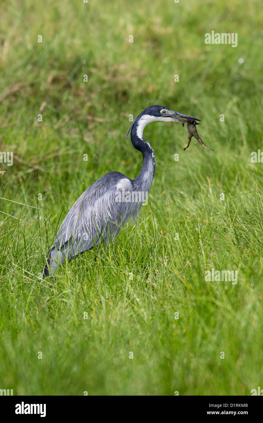 Airone cenerino, Parco Nazionale di Arusha, Tanzania Africa orientale Foto Stock