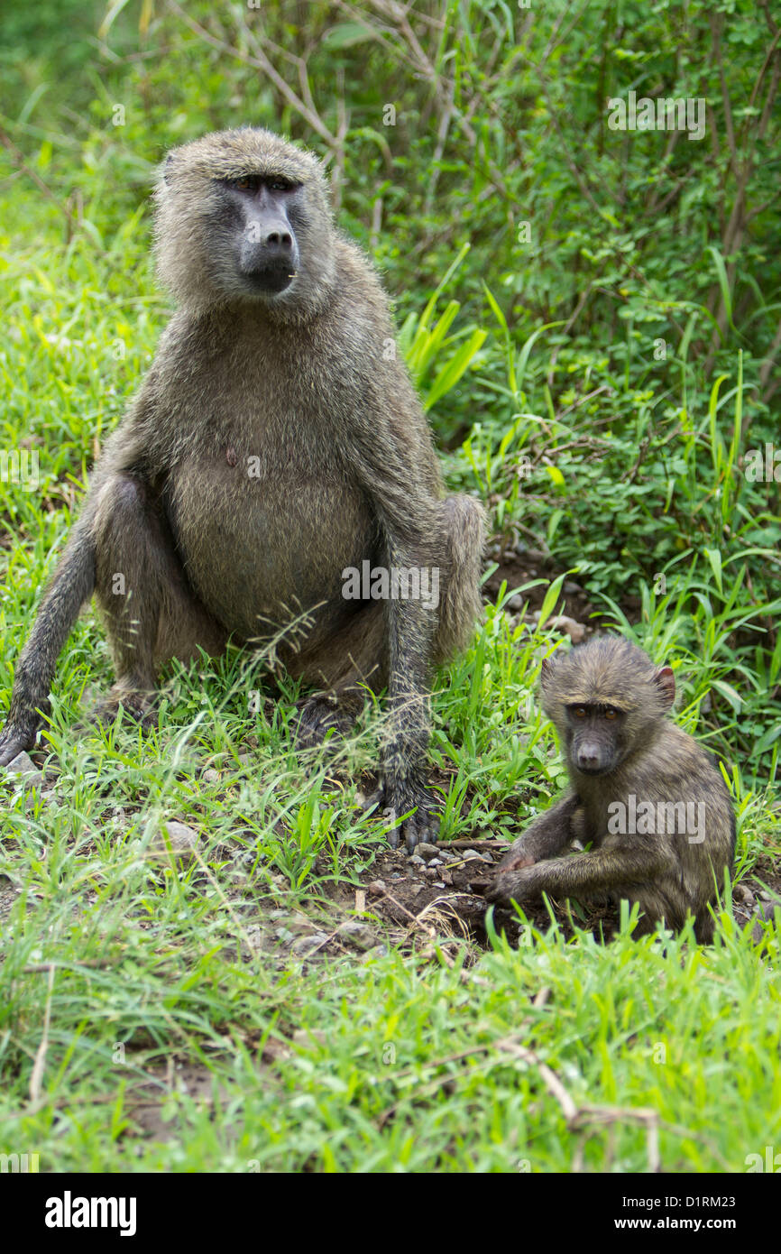 I babbuini nel Parco Nazionale di Arusha in Tanzania Africa Foto Stock