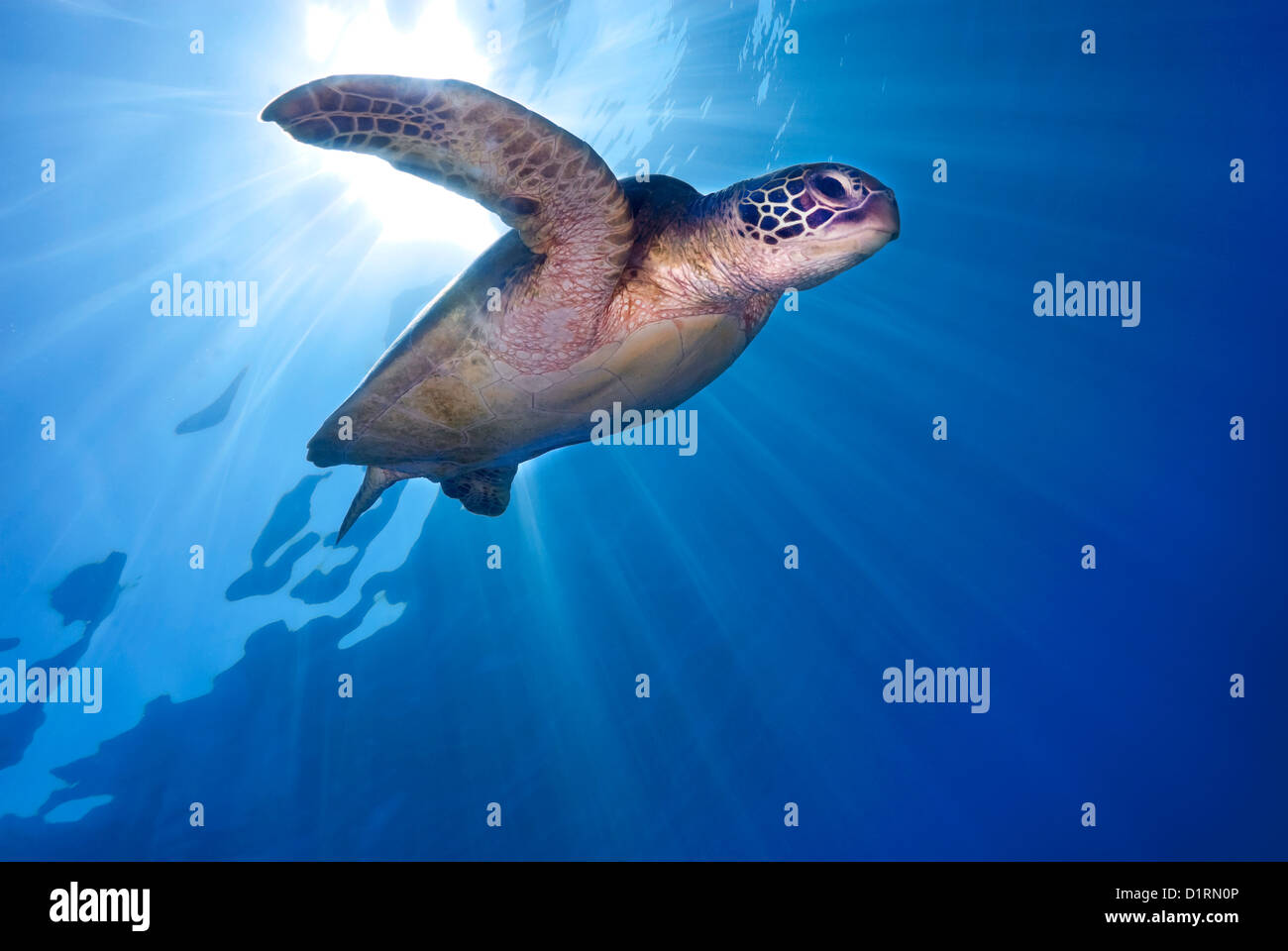 Tartaruga Verde Chelonia Mydas nuoto su una scogliera di corallo, Coral Sea, della Grande Barriera Corallina, Oceano Pacifico, Queensland Australia Foto Stock