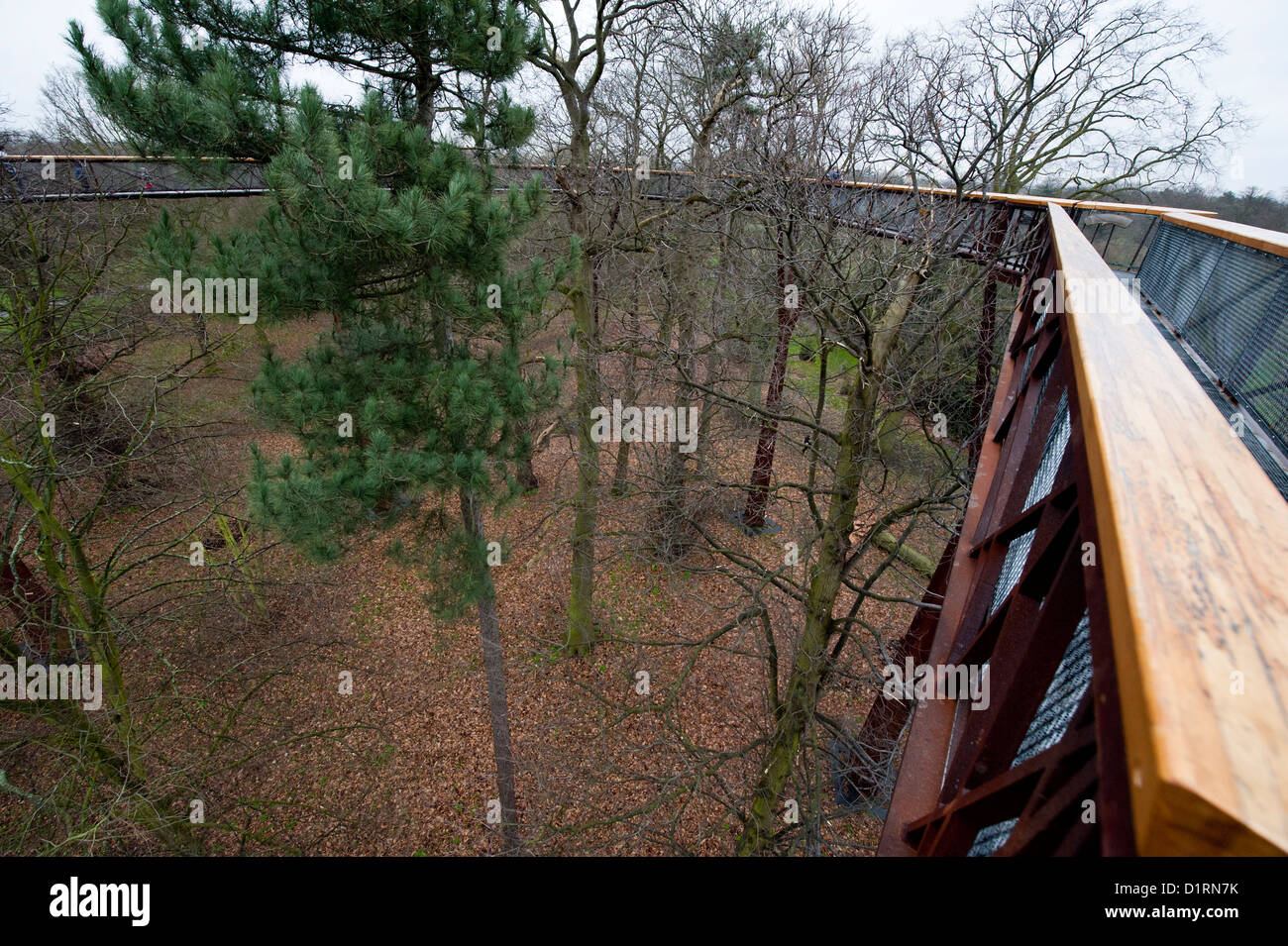 La Xstrata Treetop marciapiede, dà un 18 metri di Alta Vista della tettoia di alberi. Kew Gardens di Kew, Londra, 02 gennaio 2012. Foto Stock
