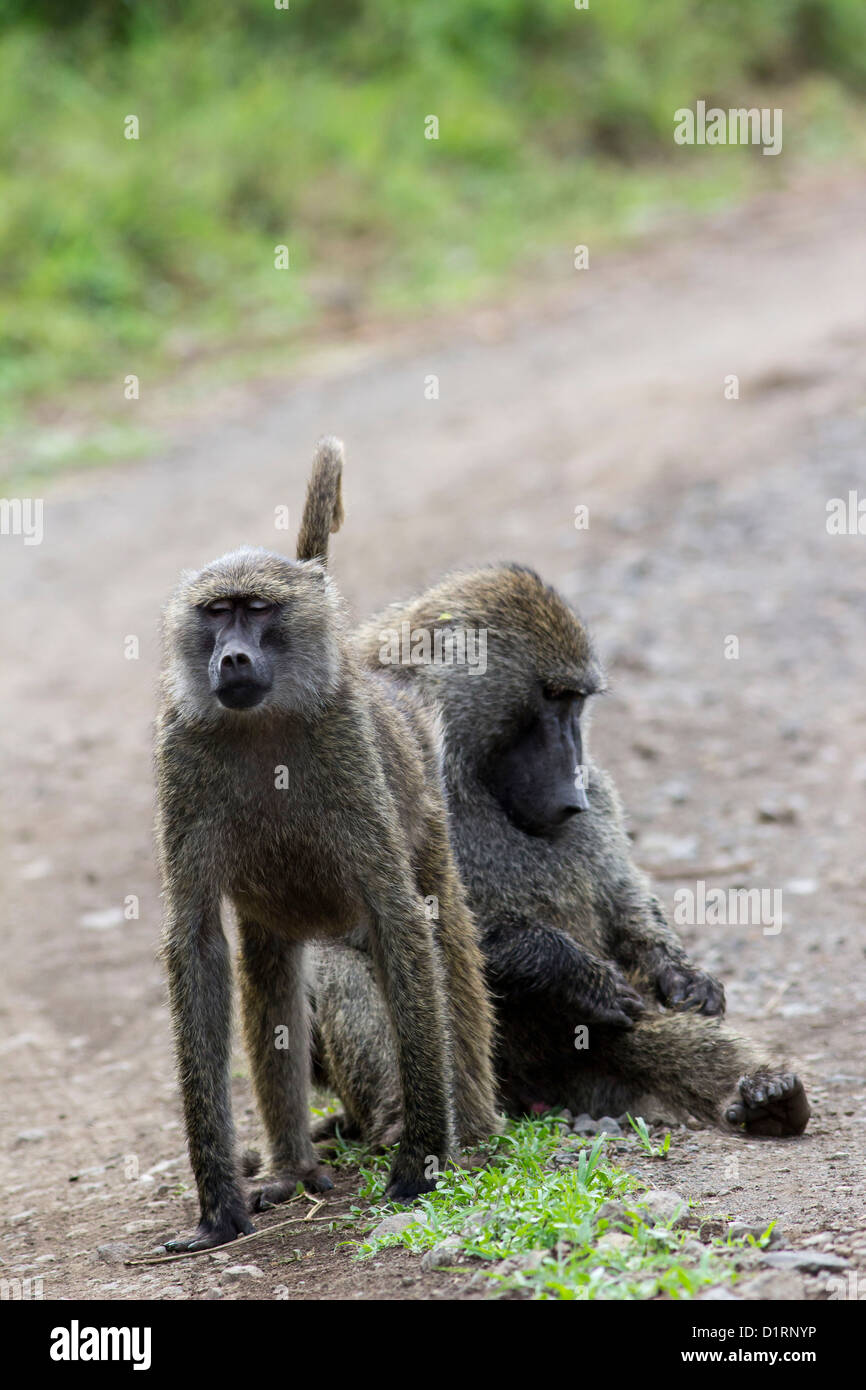 Babbuino scimmia. Safari in Tanzania Africa Foto Stock