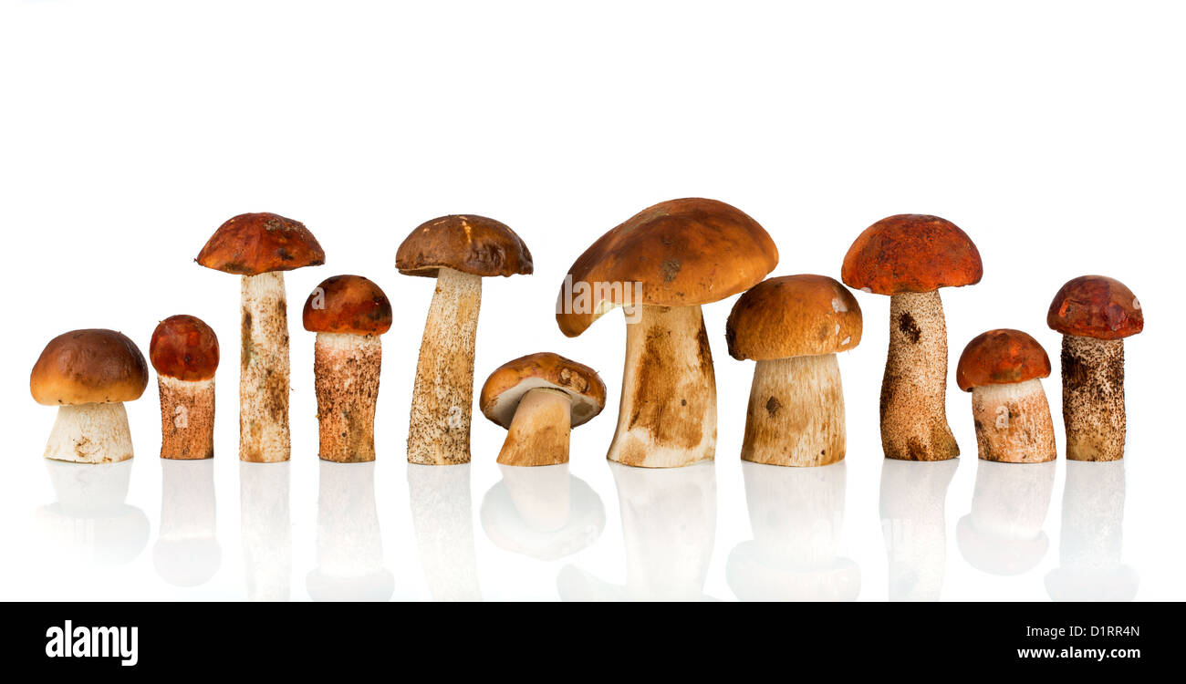 Arancio-cap funghi porcini e funghi porcini su sfondo bianco Foto Stock