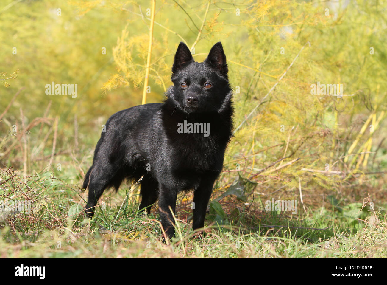 Schipperke cane adulto in piedi Foto Stock