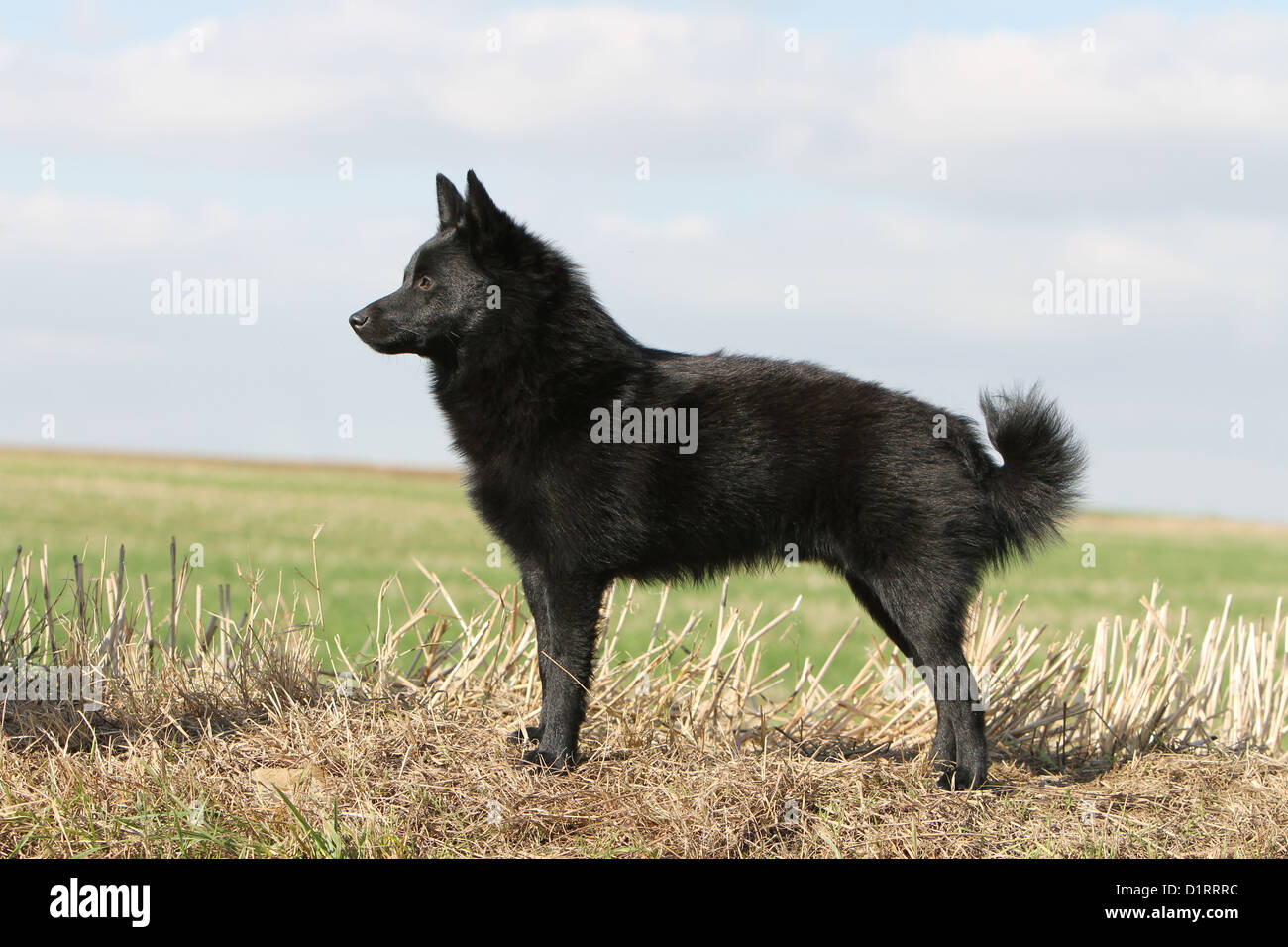 Schipperke cane adulto profilo standard Foto Stock