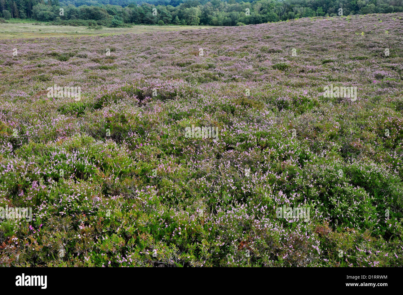 Coombe Heath DWT riserva naturale vicino a Highwood, lana, Dorset, Regno Unito Foto Stock
