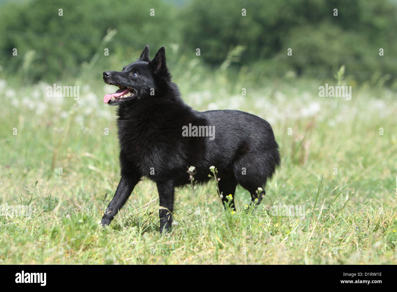 Schipperke cane adulto in piedi Foto Stock