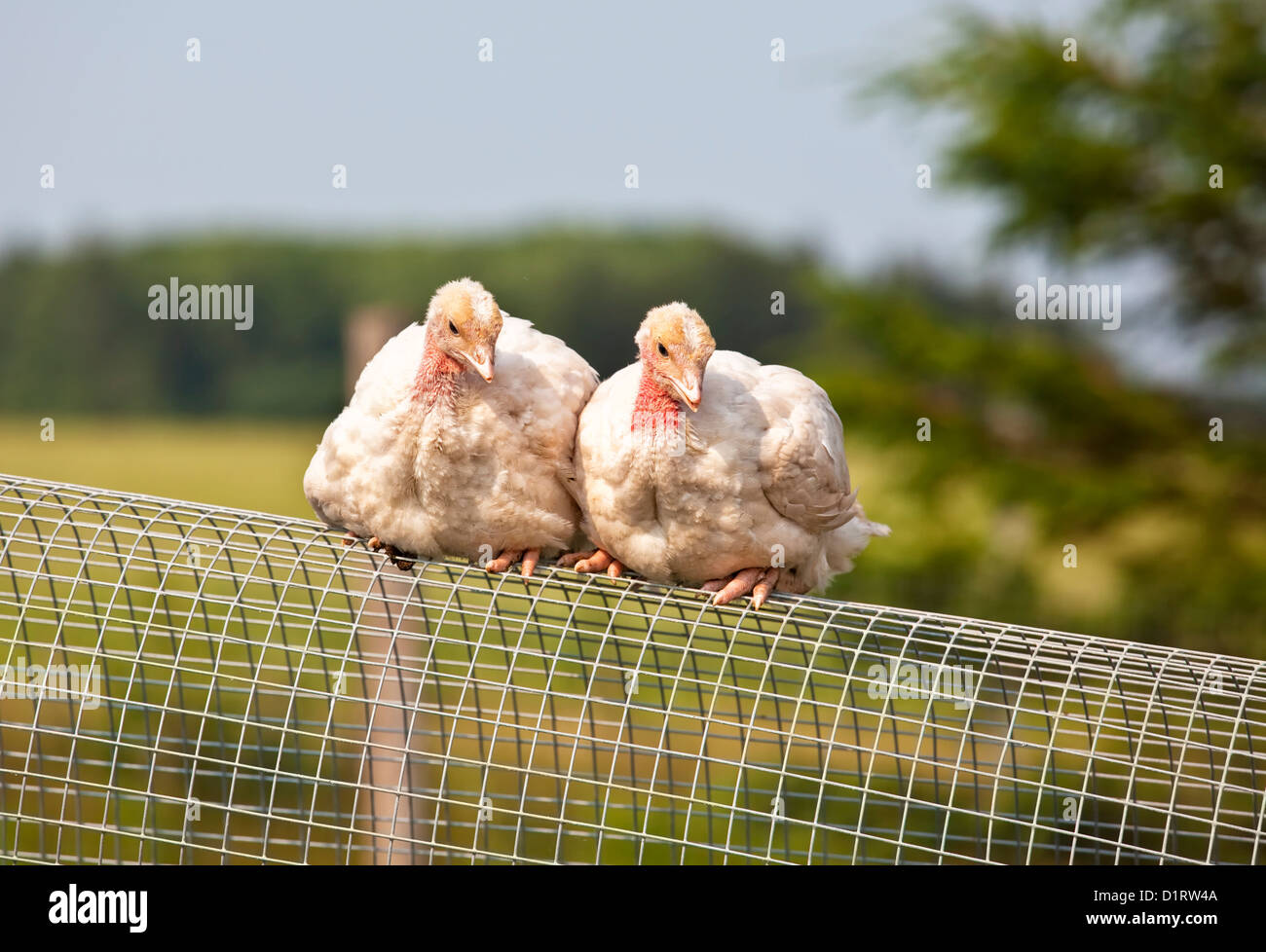 Due free range semi cresciuti turchia pulcini su di una azienda agricola biologica. Foto Stock