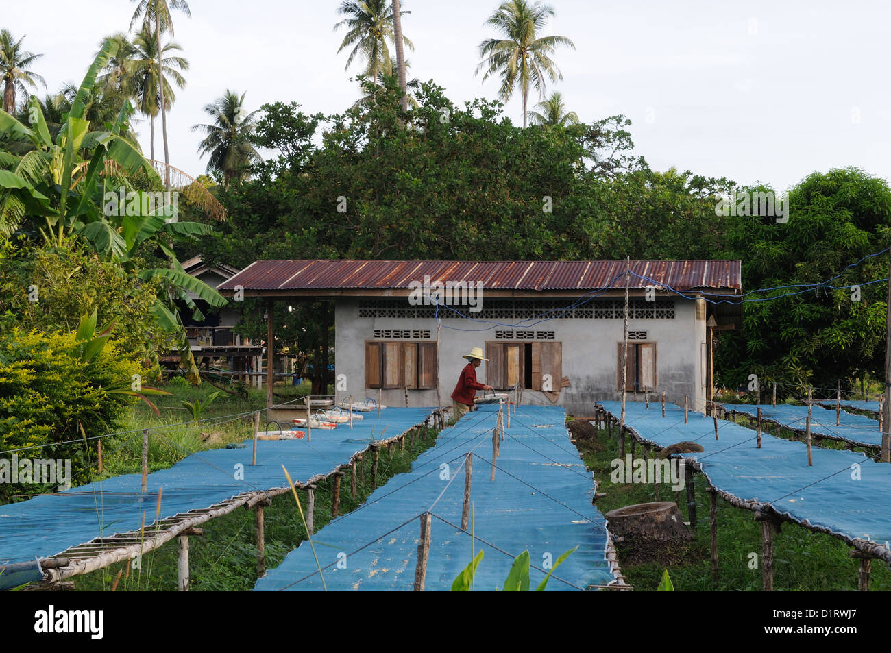 Donna Thai pesci di essiccazione su lunghi tavoli fuori casa sua Ko Yao Yai Island Thailandia Foto Stock