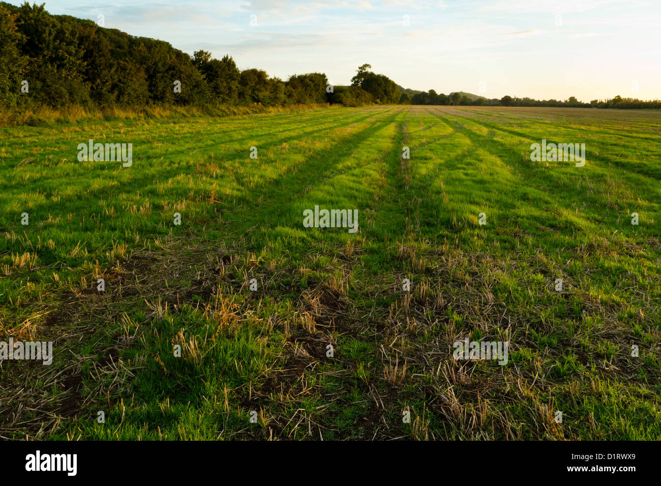 Campo di raccolto. Terreni a riposo sul terreno coltivato dopo il raccolto e con la nuova crescita mostra. Nottinghamshire, England, Regno Unito Foto Stock