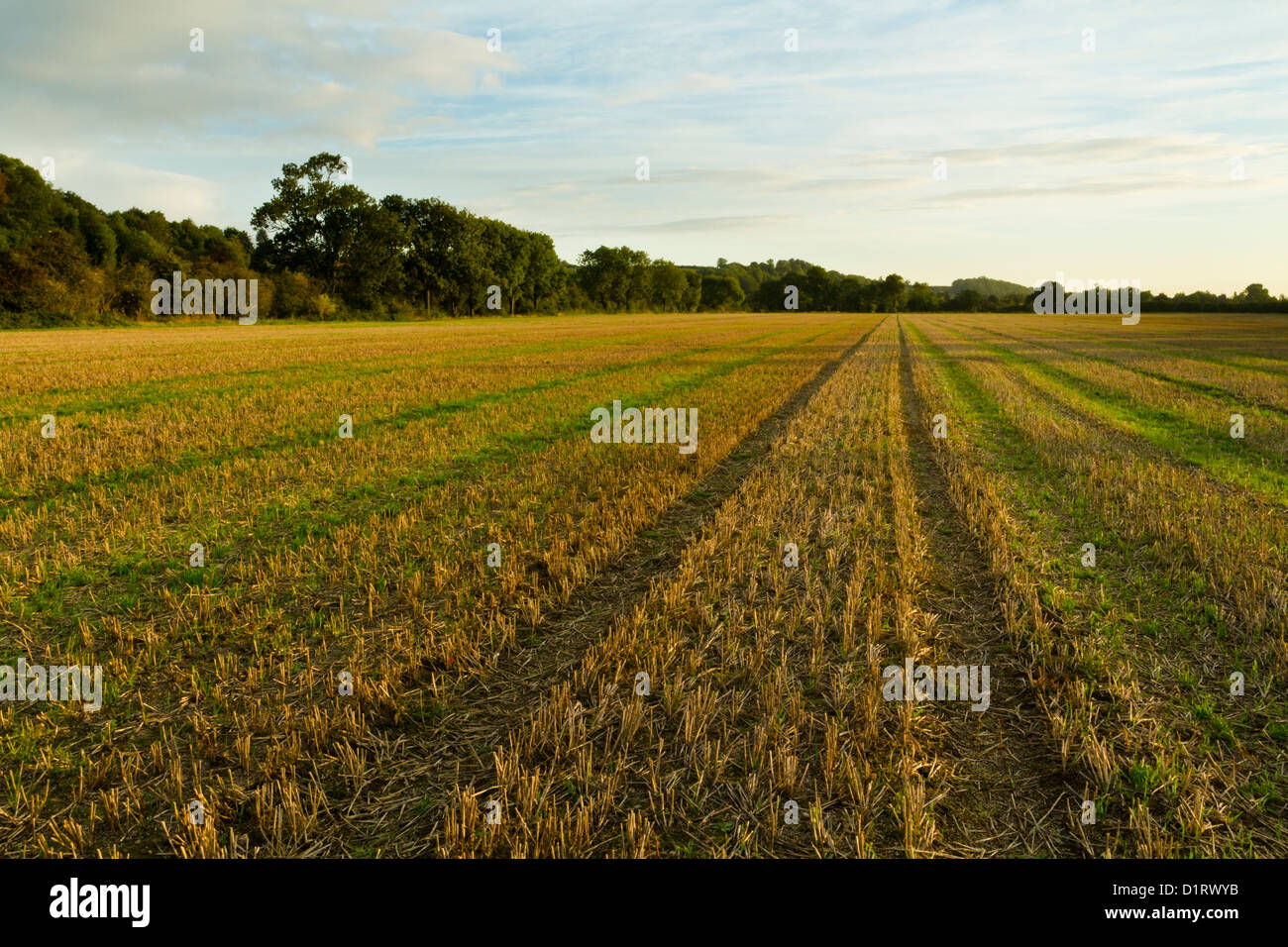 Raccolte terra. Stoppie di frumento su terreno coltivato dopo il raccolto e mostrando una nuova crescita. Nottinghamshire, England, Regno Unito Foto Stock