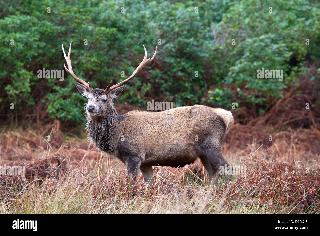 Red Deer Stag, Glen Etive, Scozia Foto Stock