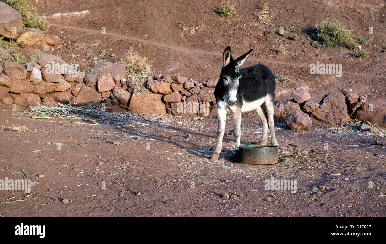 Asino accanto al contenitore di acqua nel recinto murato. Foto Stock