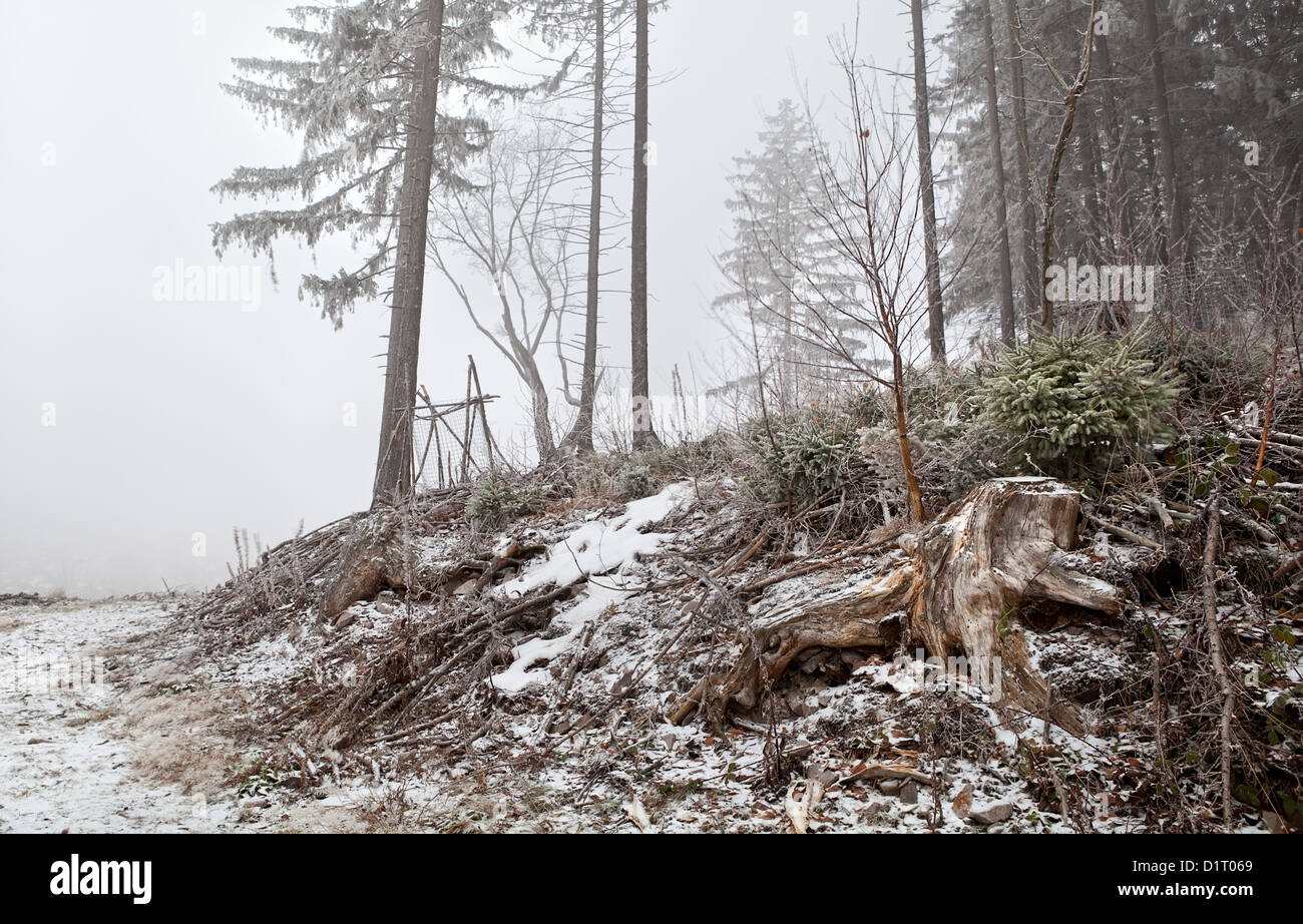 Tempesta di neve nella selvaggia foresta di conifere, montagne Harz Foto Stock