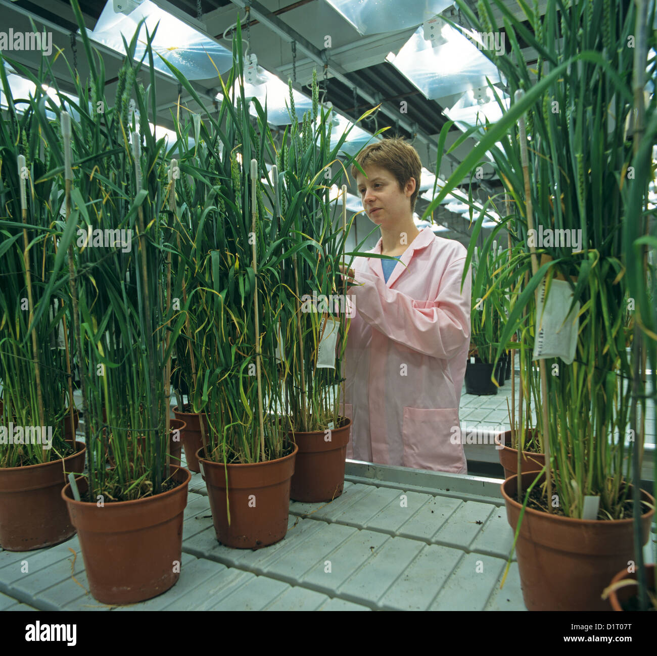 Lavoratore di laboratorio sulla camera ad ambiente controllato di valutare un esperimento di grano a grano di piante in vaso e in ear Foto Stock