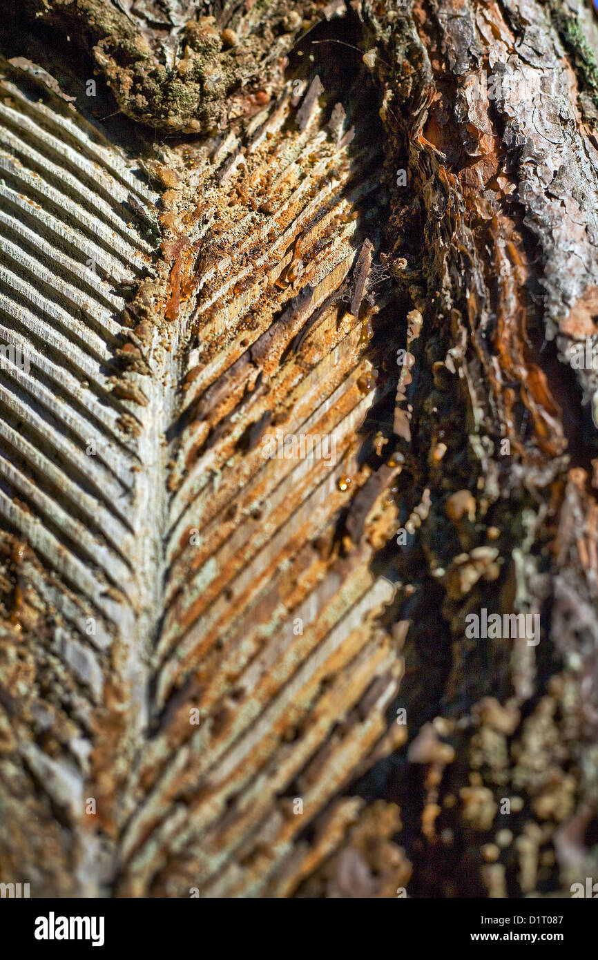 Corteccia di pino maschiati per risin, Fichtenrinde eingeschnitten für Baumharzgewinnung Foto Stock