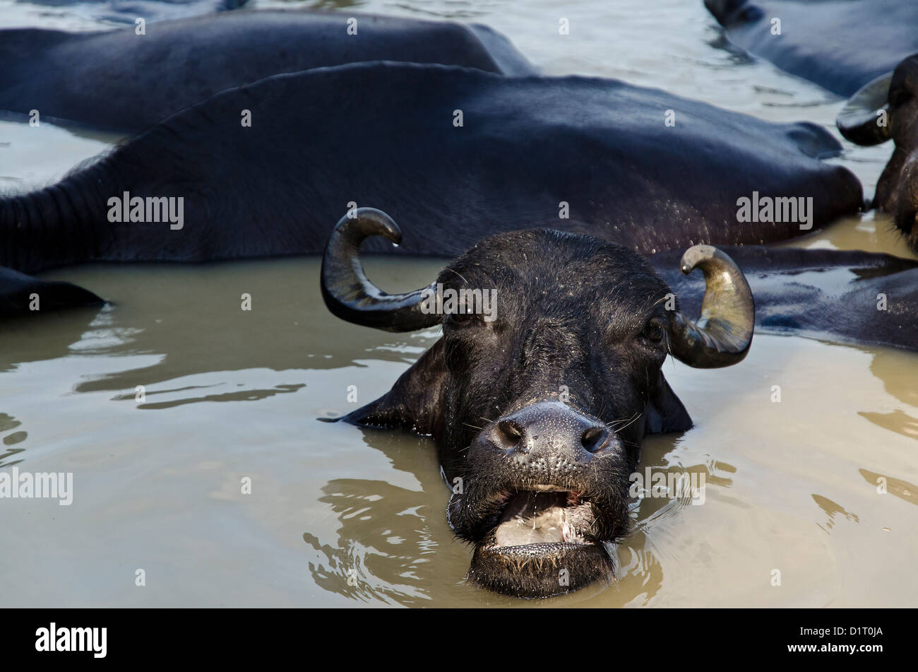 Bufali nel fiume Gange a Varanasi, India Foto Stock
