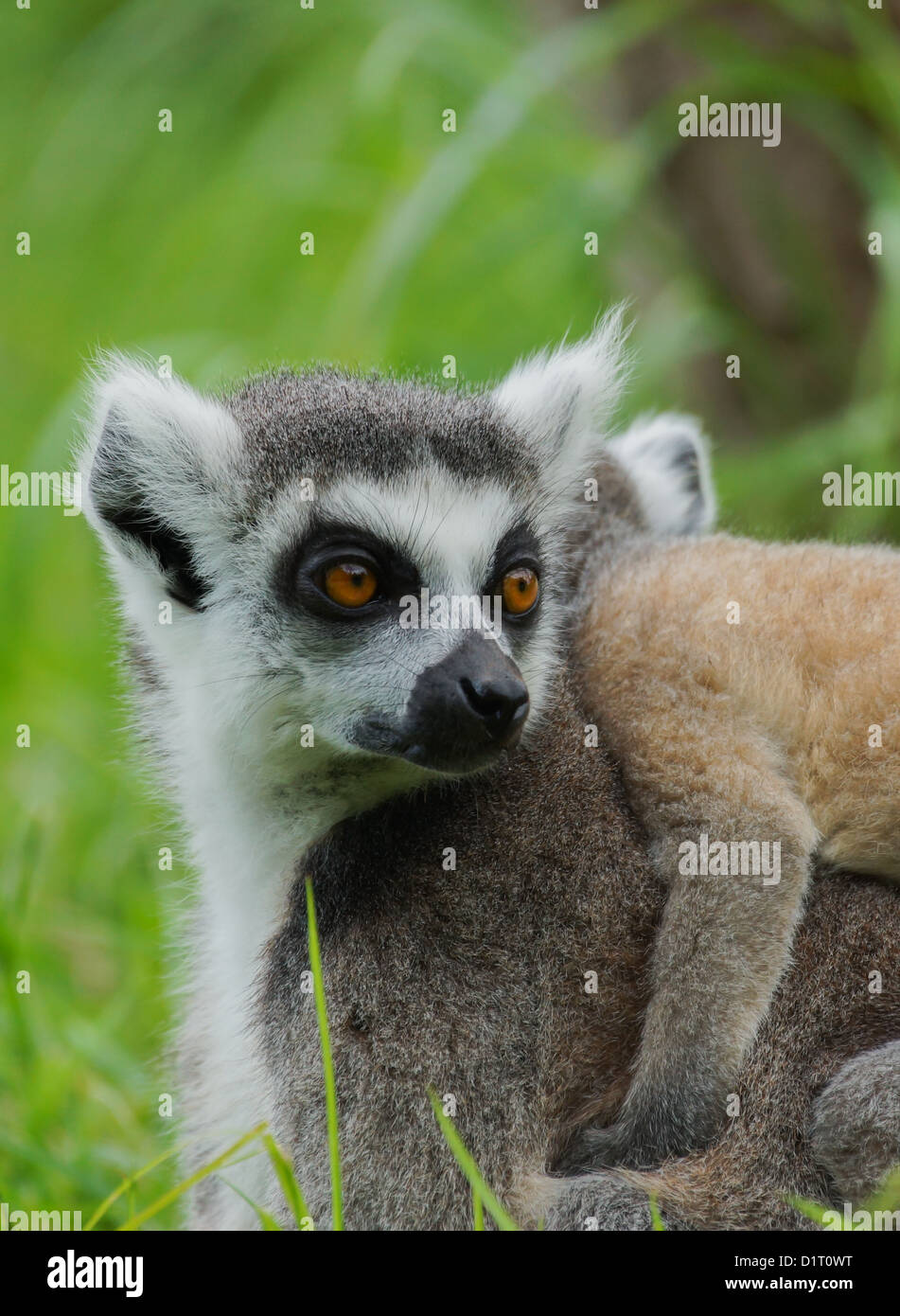 Lemur catta / anello lemure codato Foto Stock