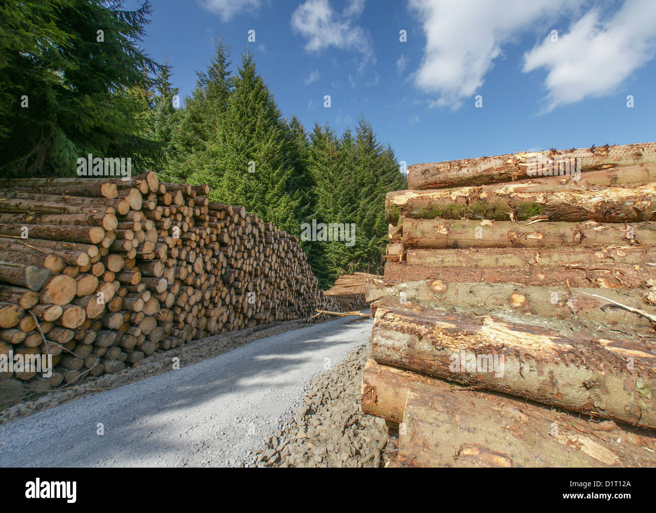 Taglio fresco tree logs impilati Foto Stock