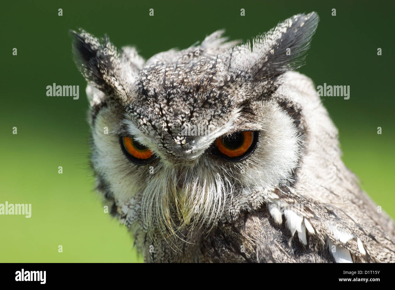 Bianco settentrionale di fronte Owl / Ptilopsis leucotis Foto Stock