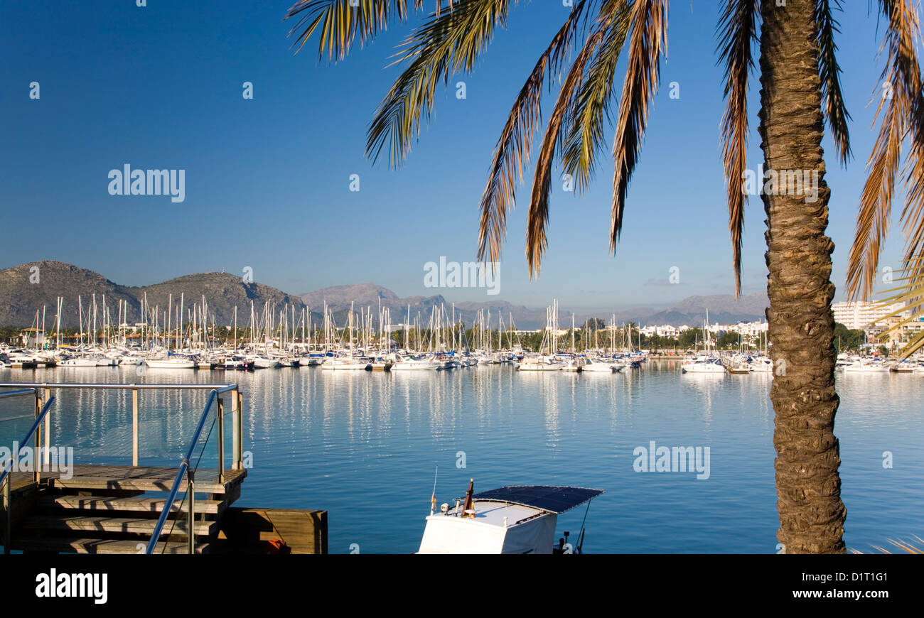 Port d'Alcudia Maiorca, isole Baleari, Spagna. Vista su tutta la baia di Marina, palme in primo piano. Foto Stock