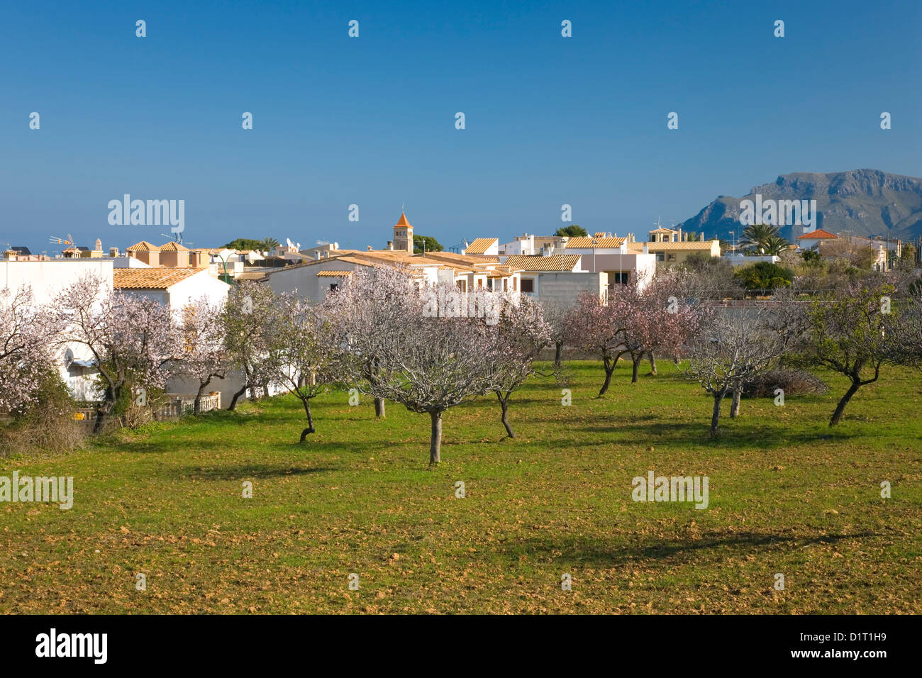Colonia de Sant Pere, Maiorca, isole Baleari, Spagna. Vista dal frutteto di mandorle per il villaggio di case e chiesa. Foto Stock