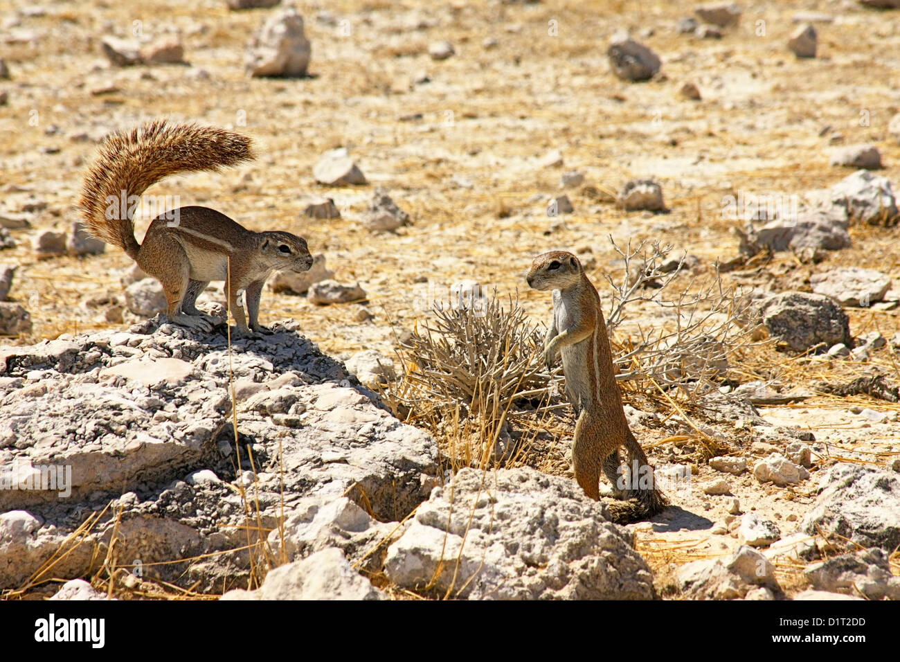 Due gli scoiattoli di terra nel caldo sole del deserto Foto Stock