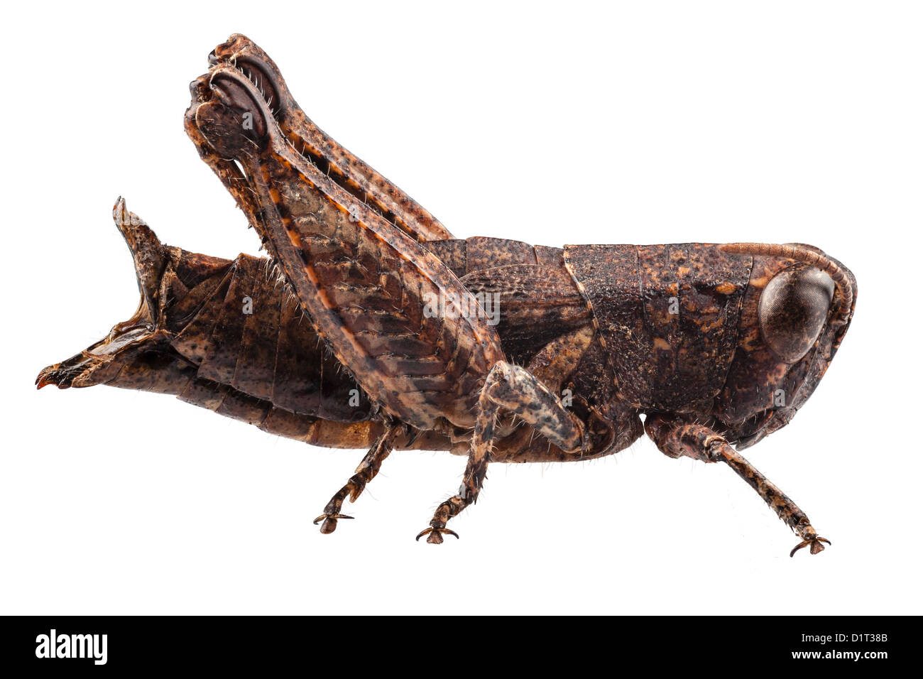 Piccolo marrone grasshopper un centimetro o mezza dimensione in pollici Foto Stock
