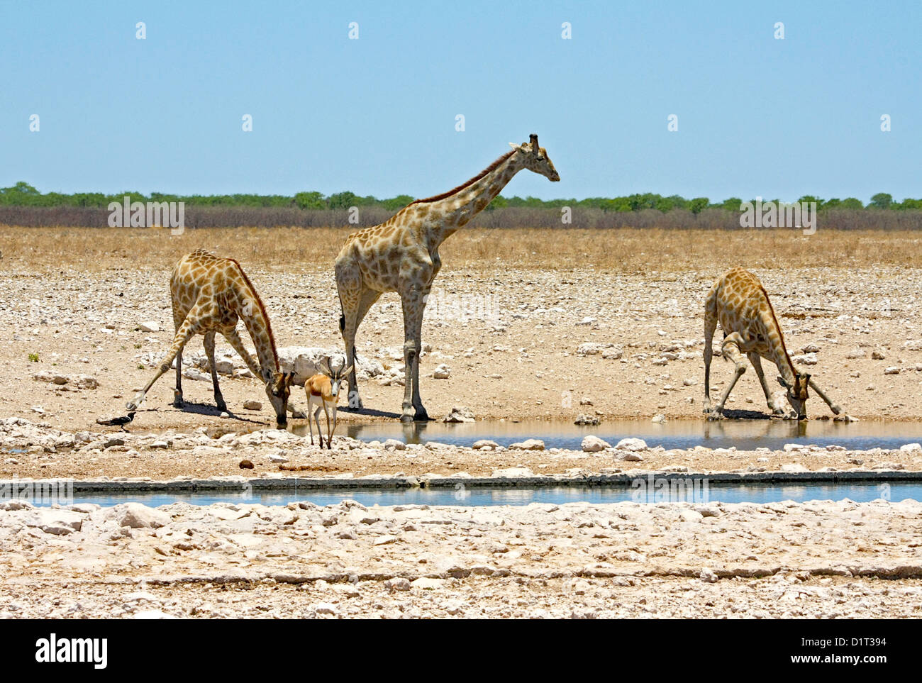 Le giraffe a waterhole in Etosha, Namibia Foto Stock