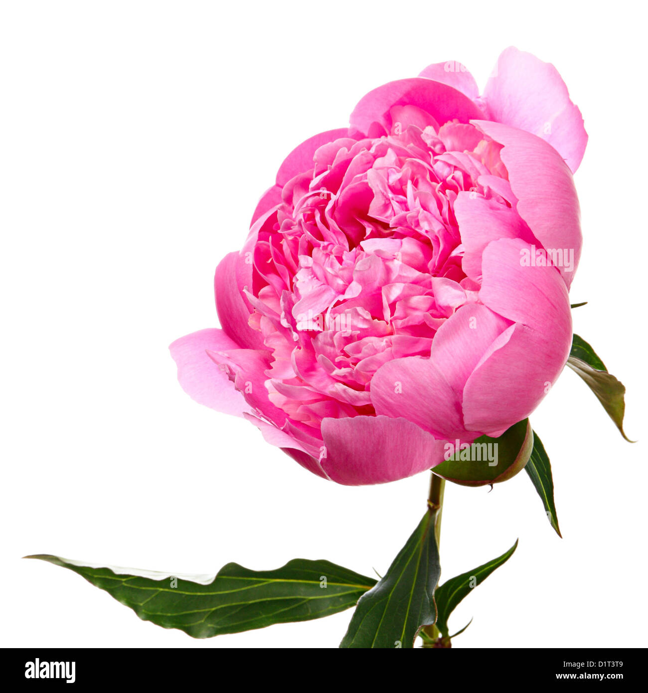 Peonia. Fiore rosa isolato su bianco Foto Stock