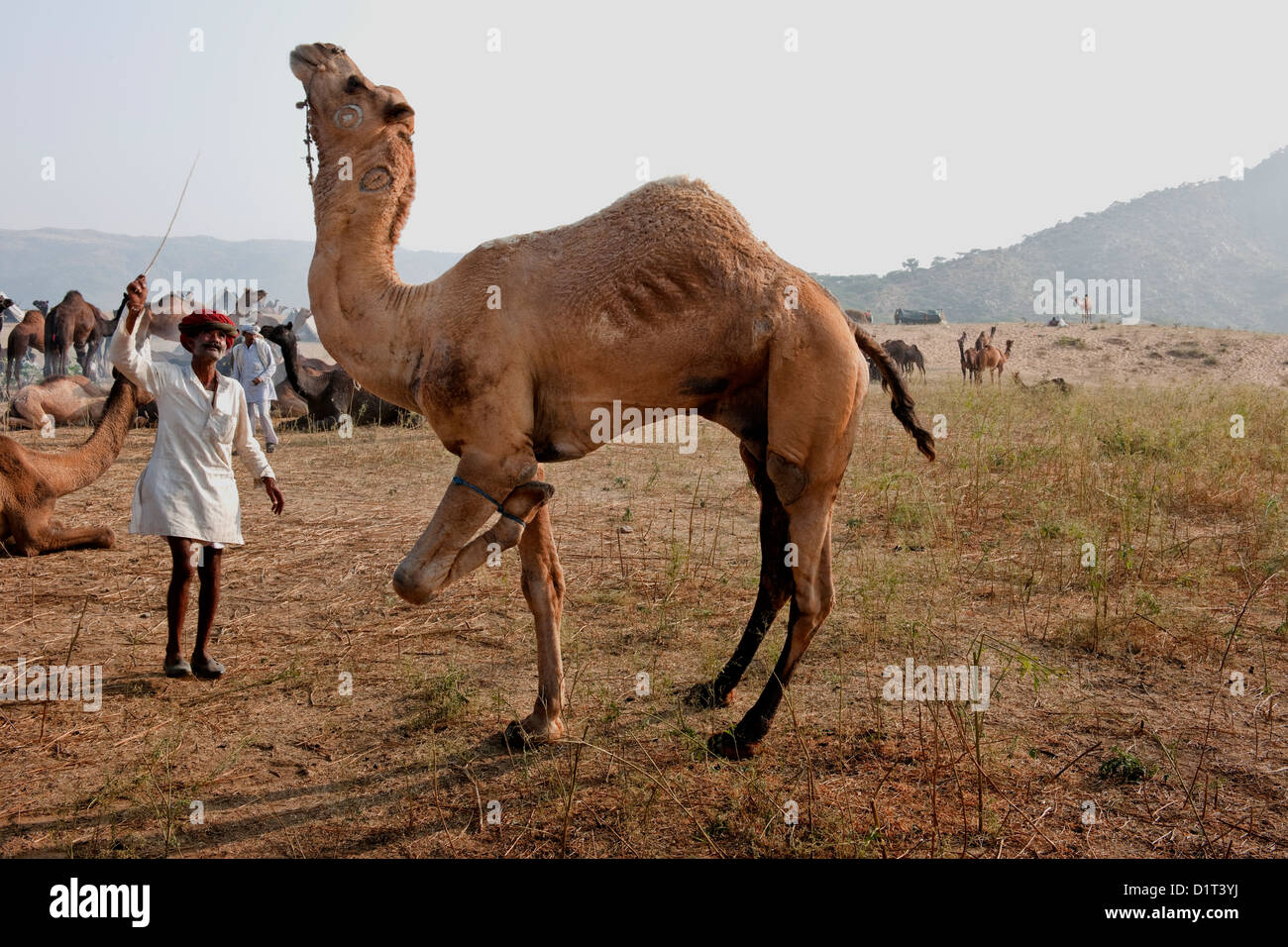 Un cammello di Rajasthani scambi in rosso i treni turbanr un cammello per sedersi nel deserto a Pushkar camel fair in Rajasthan in India Foto Stock